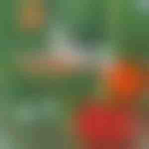 Професионален телбод за растения | PLANTBRAND