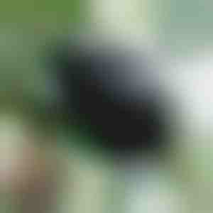 Кутия за размножаване за здрави корени (5 броя) | ROOTY