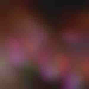 Соларни градински цветни светлини | BLOSSUN